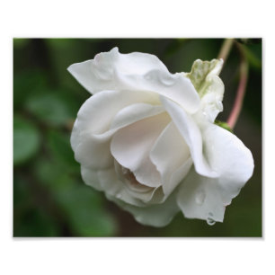 Weiße Rose mit Raindrops Floral 8x10 Fotodruck