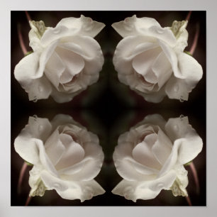 Weiße Rose mit Raindrops Mirror Abstrakt Vintag Poster
