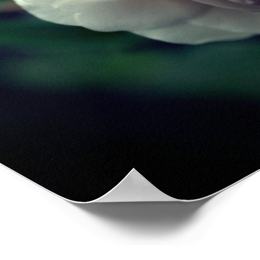 Weiße Rose mit Regentropfen Poster (Ecke)