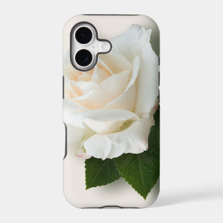 Weiße Rose 'Pascali