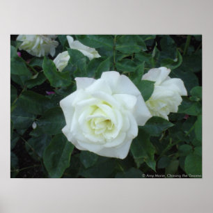 Weiße Rose Poster