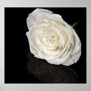 Weiße Rose Poster