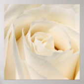 Weiße Rose Poster (Vorne)