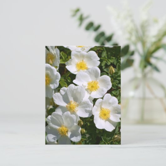 Weiße Rose Postkarte (Stehend Vorderseite)