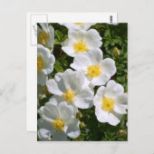 Weiße Rose Postkarte (Vorne/Hinten)