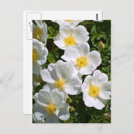 Weiße Rose Postkarte (Vorne/Hinten)