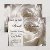 Weiße Rose Save the Date - Individuell angepasst Ankündigungspostkarte (Vorne/Hinten)