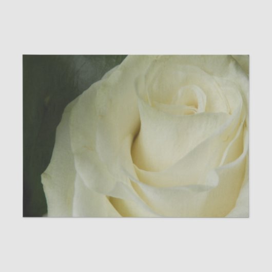 Weiße Rose Seidenpapier (Vorderseite)