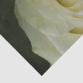 Weiße Rose Seidenpapier (Ausschnitt)