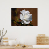 Weiße Rose und Bedeutung Poster (Küche)