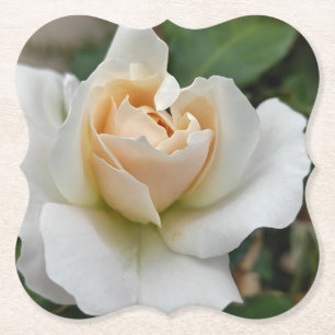 Weiße Rose Untersetzer