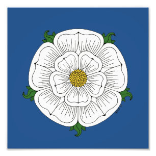 Weiße Rose von York Fotodruck