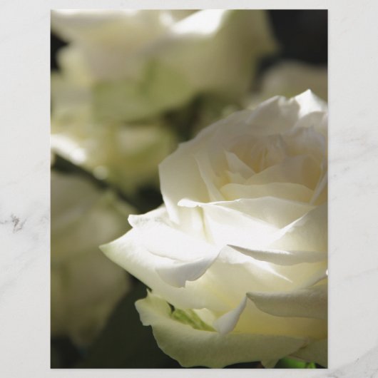 Weiße Rosen-Blumenblüten-Schicksals-Gärten (Vorderseite)