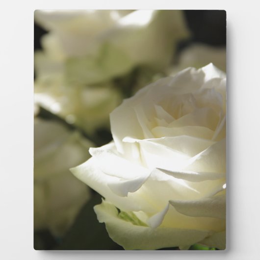 Weiße Rosen-Blumenblüten-Schicksals-Gärten Fotoplatte (Vorderseite)