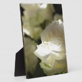 Weiße Rosen-Blumenblüten-Schicksals-Gärten Fotoplatte (Seite)