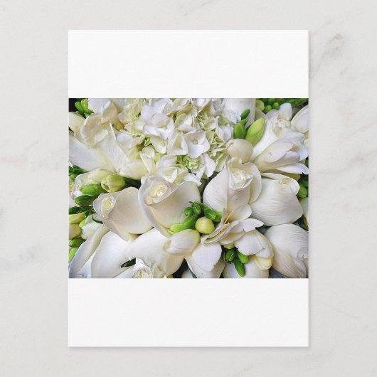 Weiße Rosen, glücklich_ Postkarte (Vorderseite)