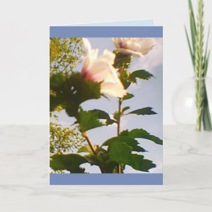 Weiße Rosen mit langem Stiel Karte