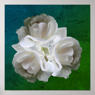 Weiße Rosen mit Raindrops Bouquet Poster