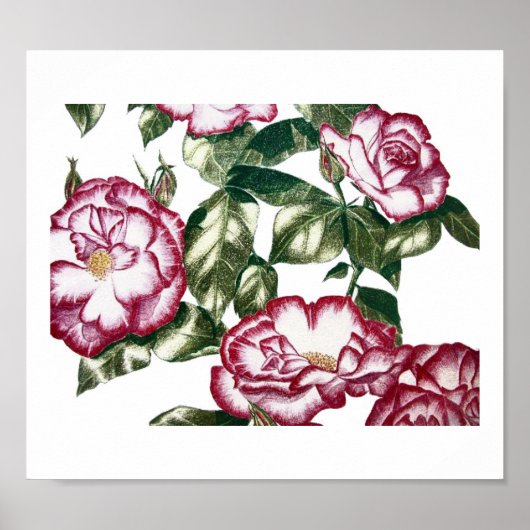Weiße Rosen Nr. 2 Poster (Vorne)