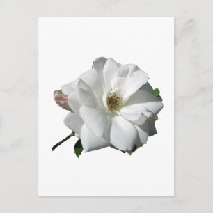 Weiße Rosen Party Dusche Hochzeit Blüten Schicksal Einladungspostkarte