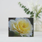 Weiße Rosen Postkarte (Stehend Vorderseite)