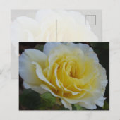 Weiße Rosen Postkarte (Vorne/Hinten)