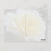 Weiße Rosen Postkarte (Rückseite)