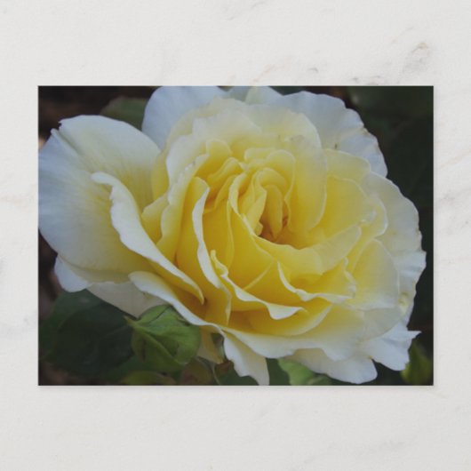 Weiße Rosen Postkarte (Vorderseite)