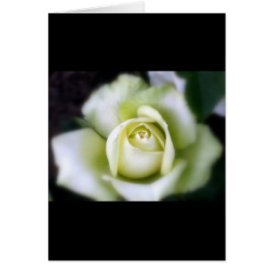 Weiße Rosen-Soft-Fokus-Grußkarte