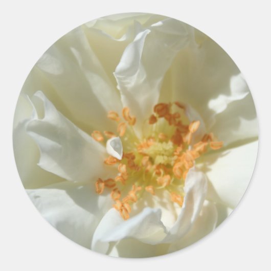 Weiße Rosen und Sonne - Aufkleber (Vorderseite)