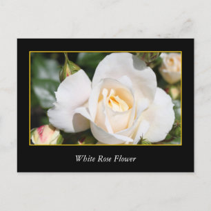 weiße Rosenblume, Liebe und Romantik Postkarte