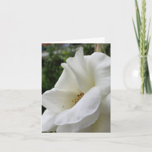 Weiße Rosenblumenkarte Karte