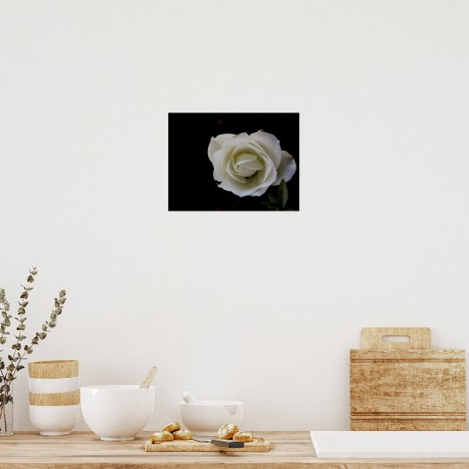 Weiße Rosenblüte auf schwarzem Hintergrund Poster (Küche)