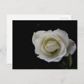Weiße Rosenblüte auf schwarzem Hintergrund Postkarte (Vorne/Hinten)