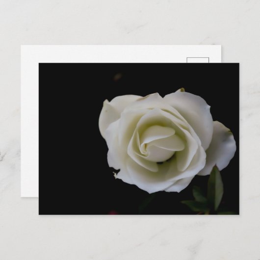 Weiße Rosenblüte auf schwarzem Hintergrund Postkarte (Vorne/Hinten)