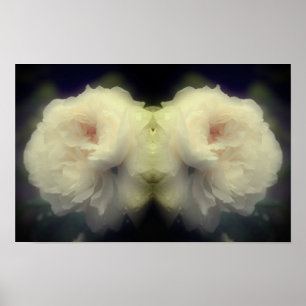 Weiße Rosenblüte im Spiegel Natur Kunst Poster