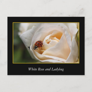 weiße Rosenblüte und roter Klatschbauch. Postkarte