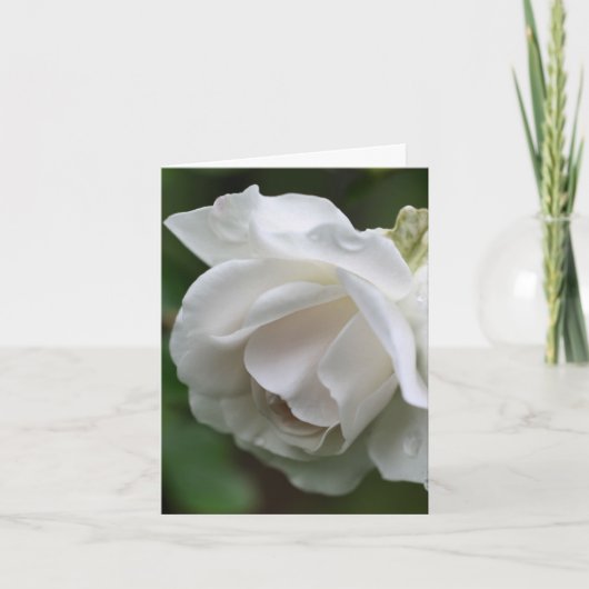 Weiße Rosenblüten-Fotografie (Vorderseite)