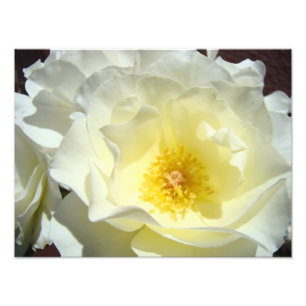 Weiße Rosenblüten-Fotografie Kunst Drucke Rosen