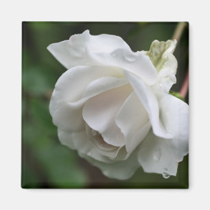 Weiße Rosenblüten-Fotografie Magnet