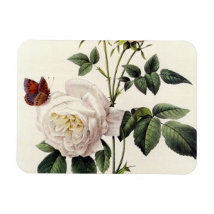 weiße Rosenblüten, Pierre Joseph Redouté Magnet