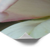 Weiße Rosenknospe-Blume Poster (Ecke)