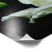 Weiße Rosenknospe mit Raindrops 8x10 Blume Fotodruck (Ecke)