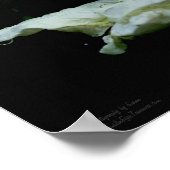 Weiße Rosenknospe mit Raindrops-Blume Poster (Ecke)