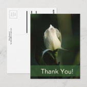 Weiße Rosenknospe Postkarte (Vorne/Hinten)