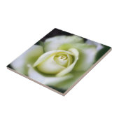 Weiße Rosensoft Focus Keramik Tile Fliese (Seite)