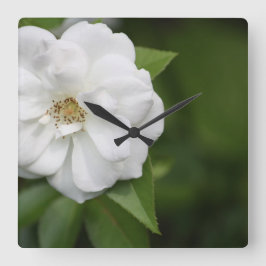 Weiße Rosensperre Quadratische Wanduhr