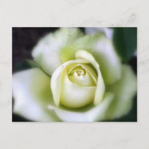 Weiße Rosenweichfokus Postkarte