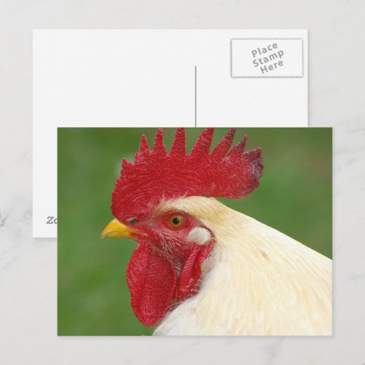 Weiße Roster mit roter Comb Postkarte (Vorne/Hinten)