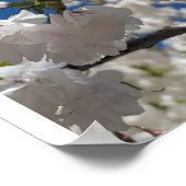 Weiße Sakura H.G. Poster (Ecke)